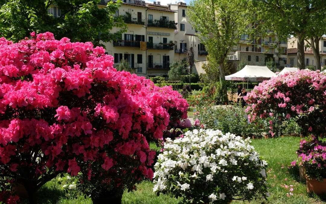 “Hai domande sul tuo giardino? Vieni a trovare le risposte” con il nostro paesaggista Elia Renzi