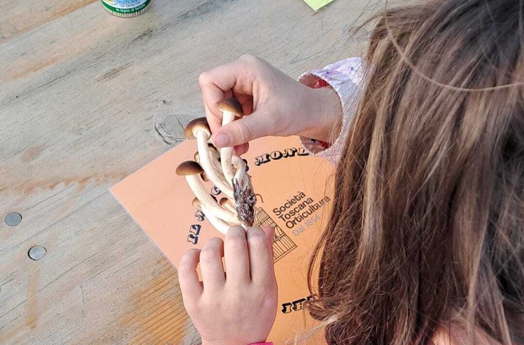 Ortolandia: Il magico mondo dei funghi